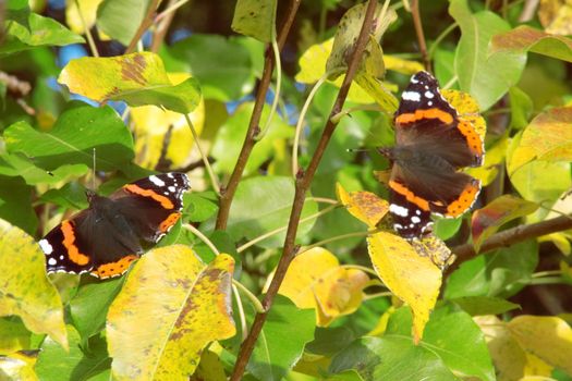 Butterfly sitting amongst yellow leaves