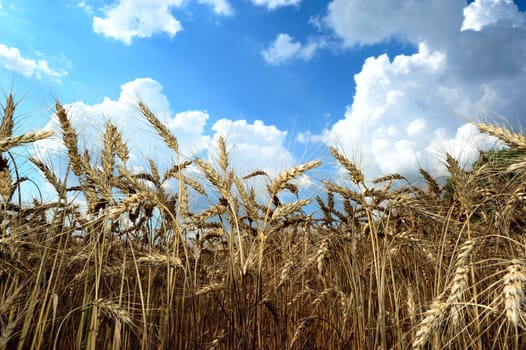 An image of a summer field of wheat and sky