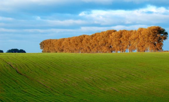 An image of yellow trees and green pasture