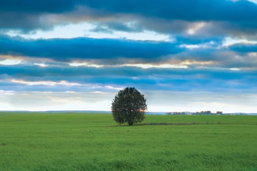 An image of green field under blue sky