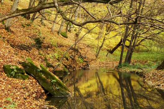 An image of river in  forest