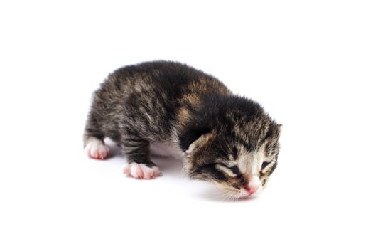 An image of blind kitten on white