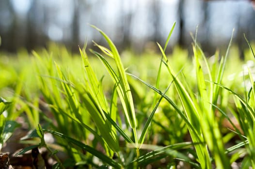 An image of green bright grass in forest