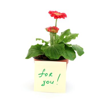 Gerbera in a pot with the inscription (for you)