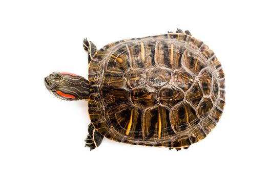 An image of Red Eared Slider Turtle on white background