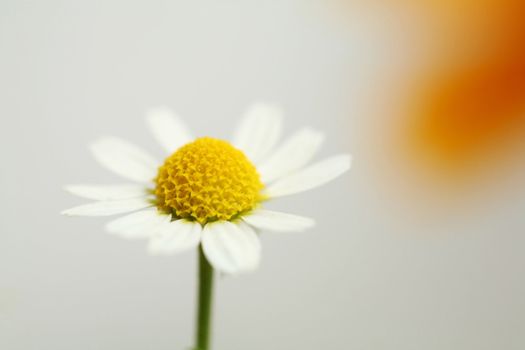 An image of white tiny flower of chamomile