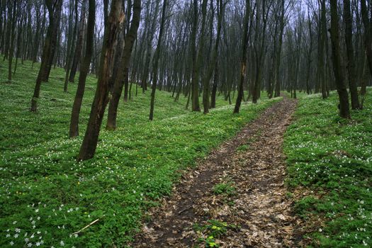 A road in forest in spring