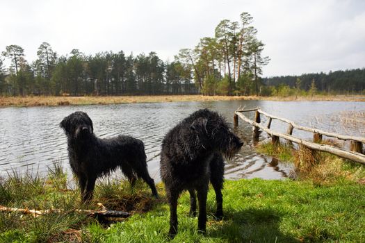 An image of black dogs at lake