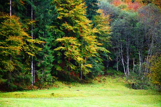 An image of a autumn trees in a wood