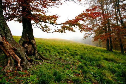 An image of misty forest. Autumn theme.