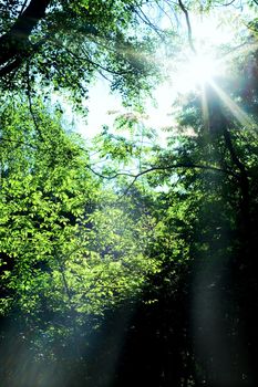 An image of summer forest