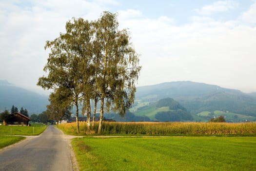 An image of trees and a road