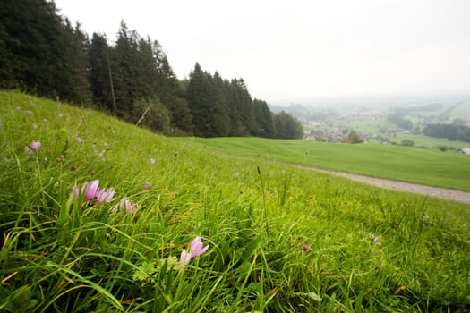 An image of tiny pink flowers in the field