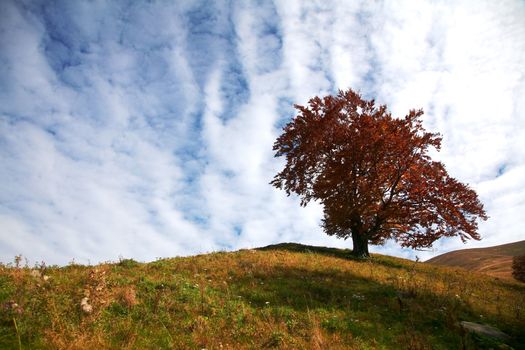 Autumn theme: An image of autumn tree on a hill.