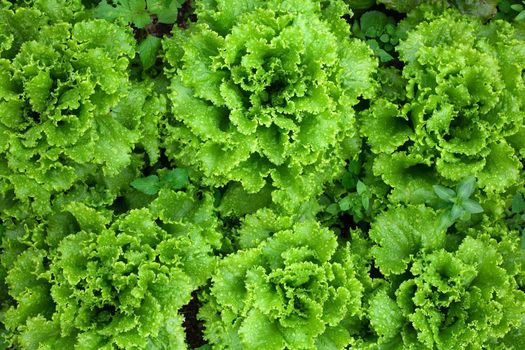 An image of bright fresh green lettuce 