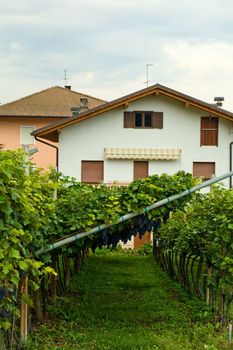 An image of a small house with vineyard