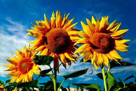 Bright yellow sunflowers on a background of the sky