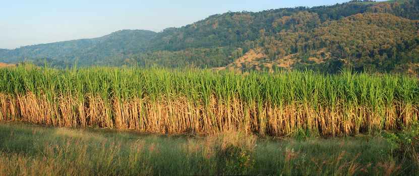panoramic scenery of sugar cane plantation