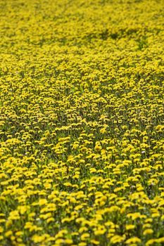 Field of Dandelions Full Frame