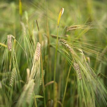 Close up of Cereal Plant