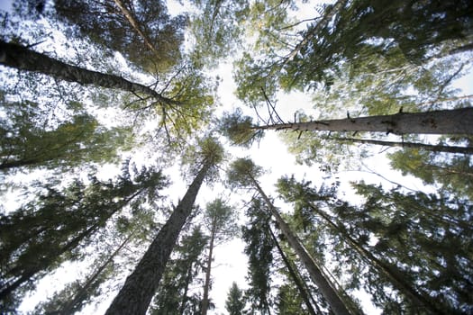 Large group of Pine trees from low angle view