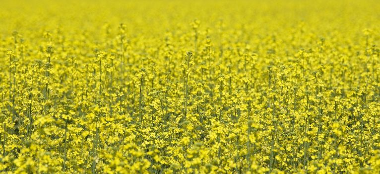 Field of Oilseed Rape full frame