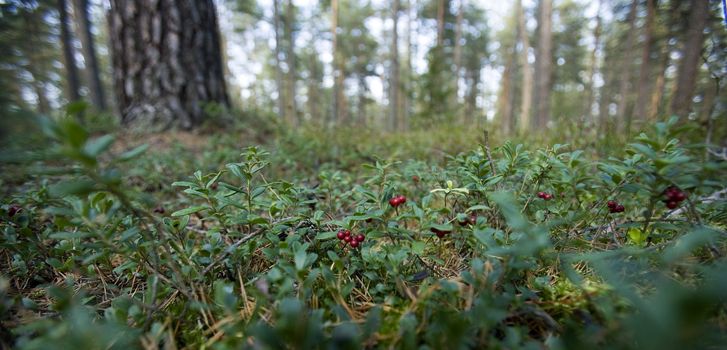 Lingonberries in the forest panorama