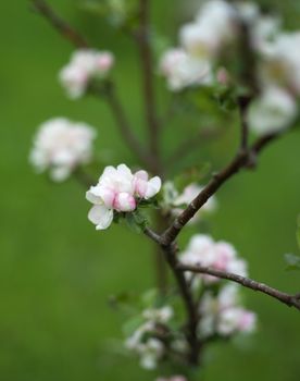 Apple Blossom with selective focus