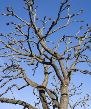 Blank tree branches towards blue sky