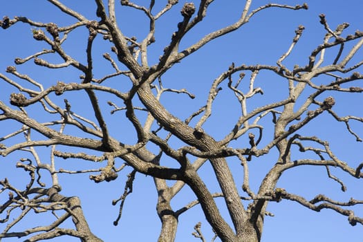 Blank tree branches towards blue sky