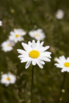 Field of Daisy Flowers with selective focus