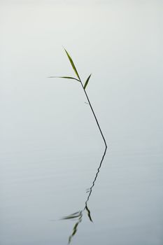Straw in the water still life