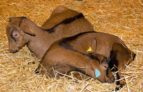 goats resting on straw in an agricultural fair