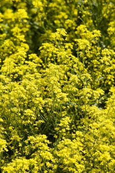 Oilseed Rape field full frame