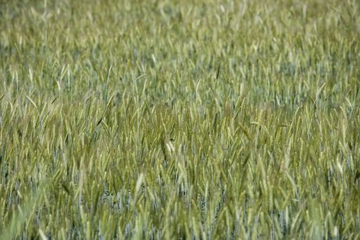 Filed of wheat full frame