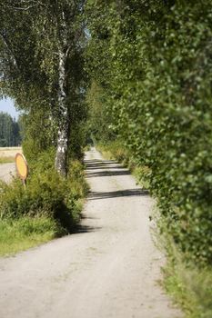 Dirt road on a summer day