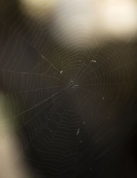 Spider Web with selective focus full frame