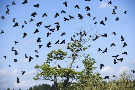 Large group of birds in the sky