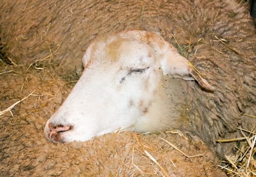 sheep sleeping on its congener in an agricultural fair