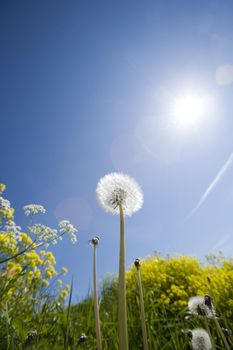 Dandelion from low angle view towards blue sky