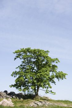 Single Oak Tree on a field