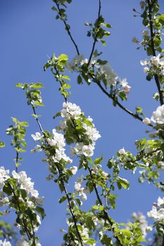 Apple Blossom towards blue sky