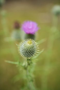 Purple Thistle with selective focus