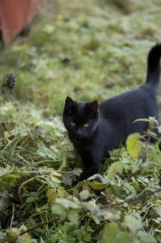 Black cat in the grass