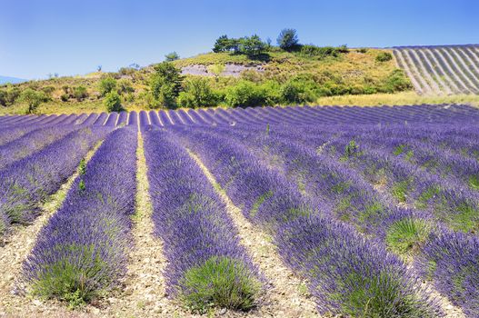 mage shows a lavender field in the region of Provence, southern France