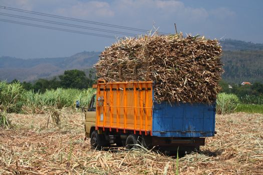 sugarcane truck with full harvest load