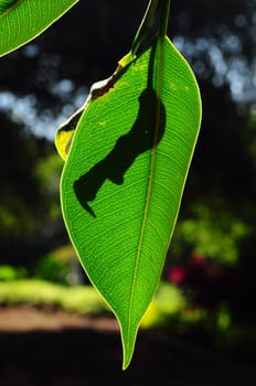 A leaf shadow on a leaf