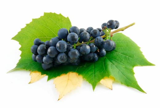 Bunch of Ripe Blue Grapes with Leaf Isolated on White Background