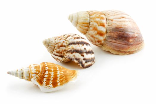 Collection of Seashells Scallop Isolated on White Background