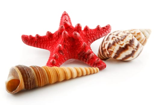 Colored Seashells (Starfish and Scallop) Isolated on White Background